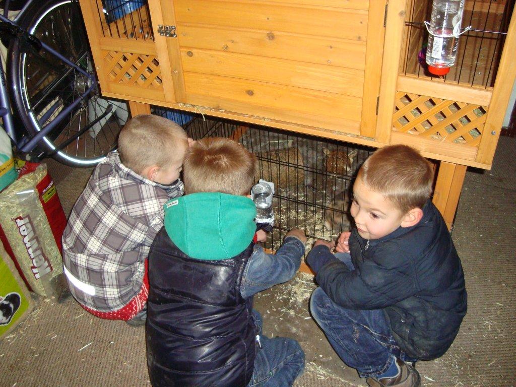 Bso Sint Maarten bezoekt twee babyhangoorkonijnen!
