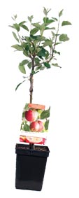 Doe mee met de prijsvraag en win een appelboom! 