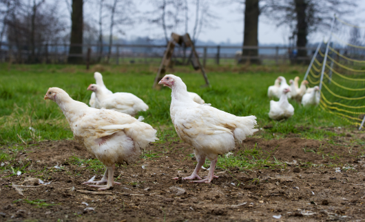 Wist u dat ... SKRS alleen biologisch vlees aanbiedt?